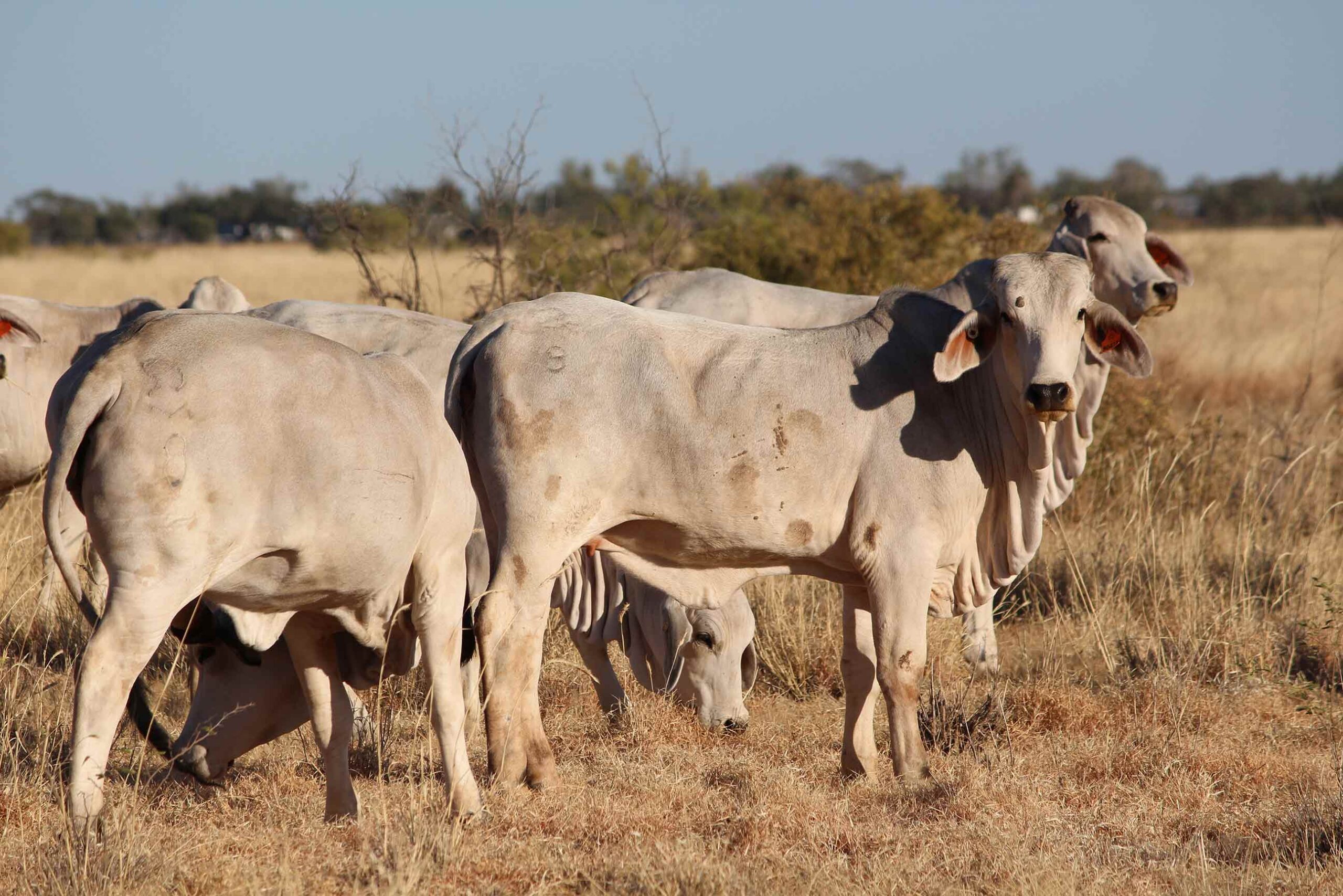 Agforce training lay spaying farming essentials