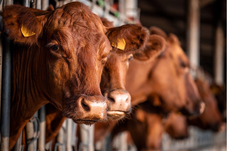 High-Risk Tasks in Feedlots: Why Upskilling Your Workforce is One of the Best Investments You Can Make