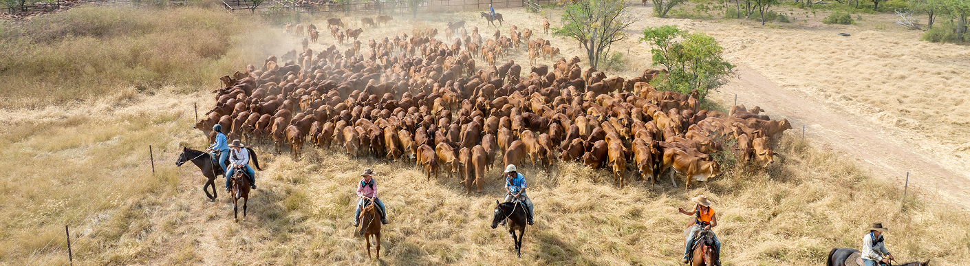 Green Ringers, Big Season: Getting the Basics Right from Day One